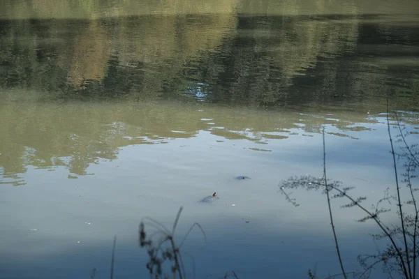 Roma 'da Villa Doria Pamphili Gölü, balık ve sazan. Yüksek kalite fotoğraf