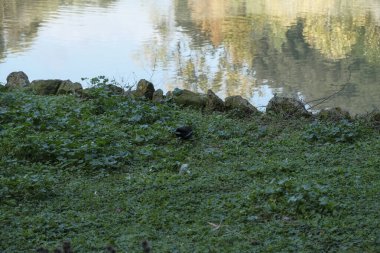 Roma 'da Villa Doria Pamphili gölü, balıklar ve kuşlar. Yüksek kalite fotoğraf