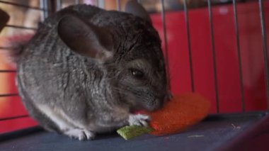 Genç gri çinçilla kafesin içinde samanla oyun yiyor.