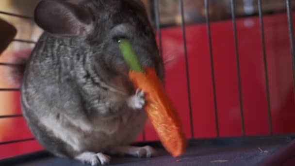 Young Gray Domestic Chinchilla Eats Game Straw Cage — Stock Video