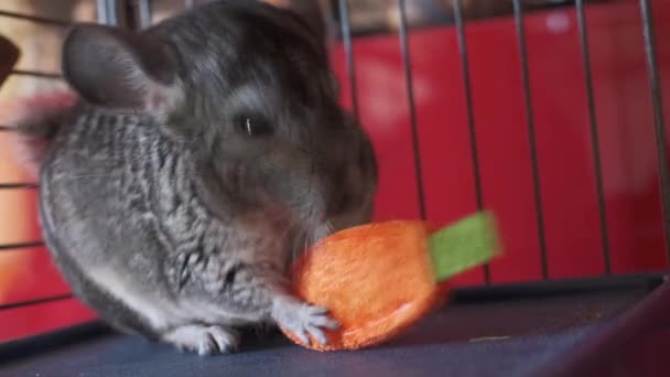 Young Gray Domestic Chinchilla Eats Game Straw Cage — Stock Video