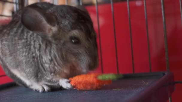 Young Gray Domestic Chinchilla Eats Game Straw Cage — Stock Video