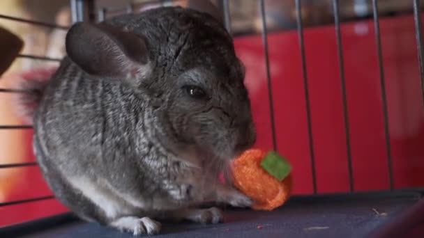 Young Gray Domestic Chinchilla Eats Game Straw Cage — Stock Video