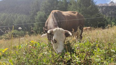 İnek Val Caddesi 'ndeki Torino' da otlanıyor. Yüksek kalite fotoğraf