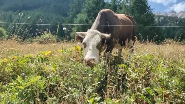 奶牛在都灵Val Strasse吃草 — 图库视频影像