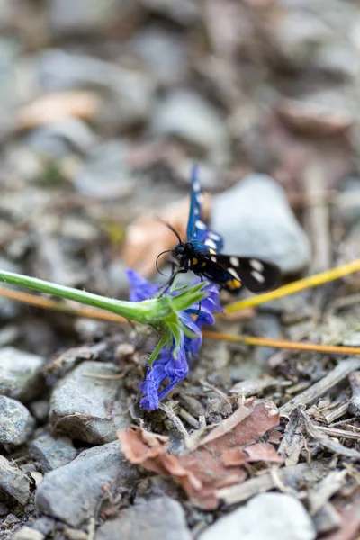 Amata Cyssea Handmaiden Moth Subfamily Arctiinae Floor High Quality Photo — Stock Photo, Image