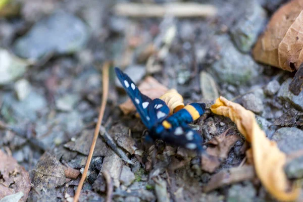 Amata Cyssea Handmädchen Motte Unterfamilie Arctiinae Auf Dem Boden Foto — Stockfoto