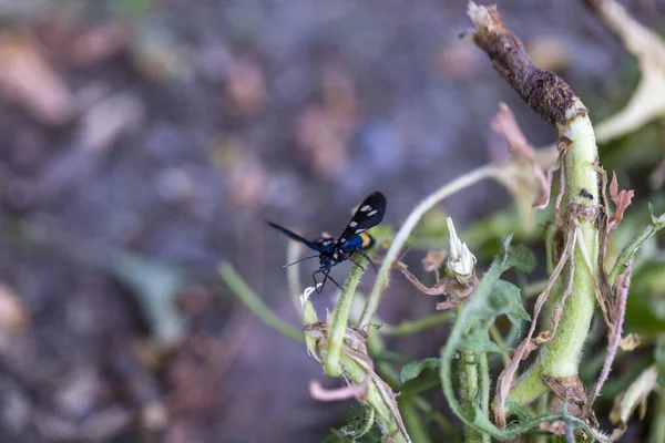 Amata Cyssea Subfamília Arctiinae Chão Foto Alta Qualidade — Fotografia de Stock