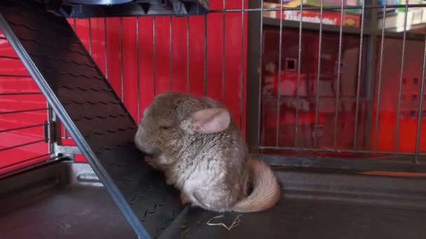 Jong grijs huiselijk chinchilla leeps in de kooi — Stockvideo