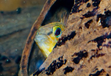Rio di Valle Caddesi üzerindeki köprüyü uzun süre görebiliyoruz. Yüksek kalite fotoğraf