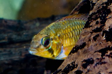Rio di Valle Caddesi üzerindeki köprüyü uzun süre görebiliyoruz. Yüksek kalite fotoğraf