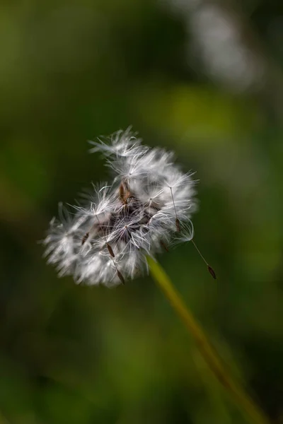 緑の草原に開花するタンポポの花 高品質の写真 — ストック写真
