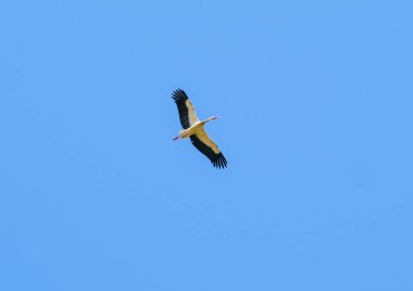 Ciconia ciconia leyleği açık gökyüzünde yükseklerde uçar. Yüksek kalite fotoğraf