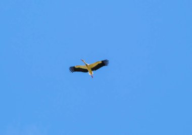 Ciconia ciconia leyleği açık gökyüzünde yükseklerde uçar. Yüksek kalite fotoğraf