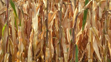 Hasattan önce sararmış mısır yaprakları. Yüksek kalite fotoğraf