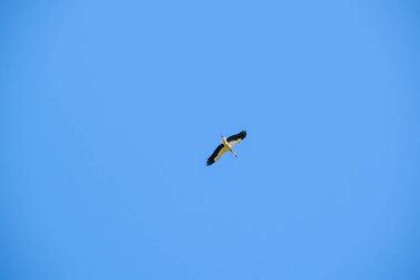 Ciconia ciconia leyleği açık gökyüzünde yükseklerde uçar. Yüksek kalite fotoğraf