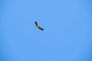 Ciconia ciconia leyleği açık gökyüzünde yükseklerde uçar. Yüksek kalite fotoğraf