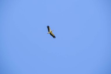 Ciconia ciconia leyleği açık gökyüzünde yükseklerde uçar. Yüksek kalite fotoğraf