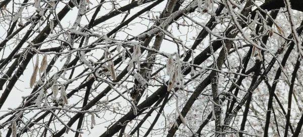Śnieżne Lodowate Gałęzie Drzew Zimie Wysokiej Jakości Zdjęcie — Zdjęcie stockowe