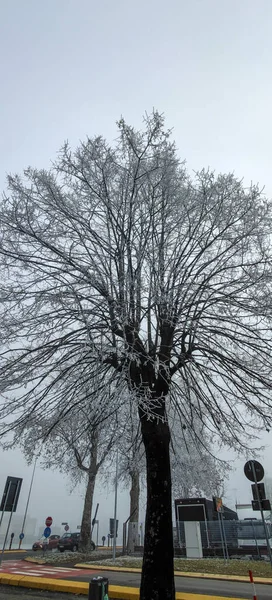 Ramos Árvores Nevadas Geladas Inverno Foto Alta Qualidade — Fotografia de Stock
