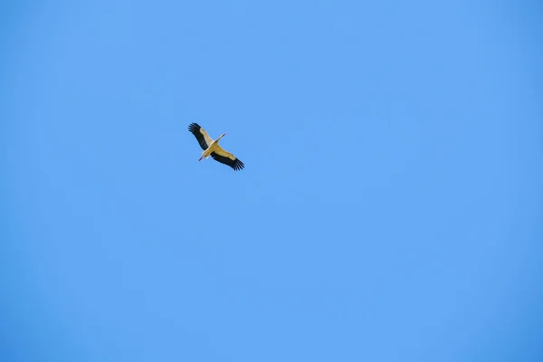 Ciconia Ciconia Storch Fliegt Hoch Den Klaren Himmel Hochwertiges Foto — Stockfoto