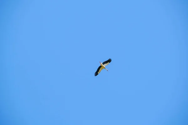 Ciconia Ciconia Storch Fliegt Hoch Den Klaren Himmel Hochwertiges Foto — Stockfoto