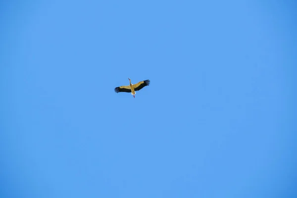 Ciconia Ciconia Storch Fliegt Hoch Den Klaren Himmel Hochwertiges Foto — Stockfoto