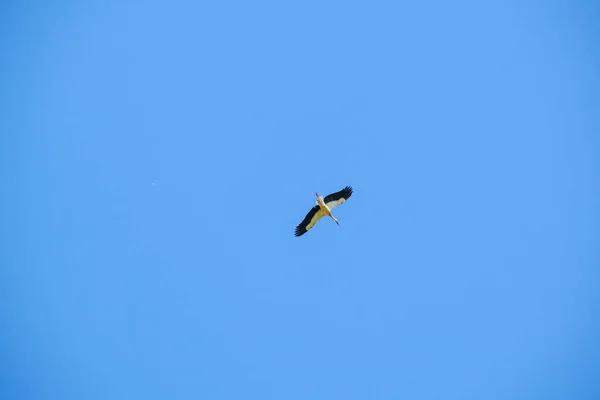 Ciconia Ciconia Cigüeña Vuela Alto Cielo Claro Foto Alta Calidad — Foto de Stock