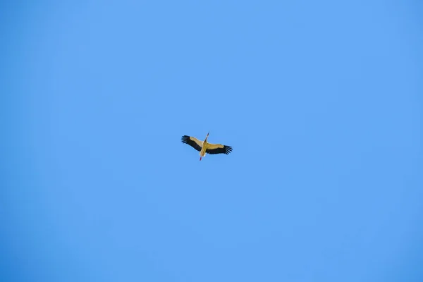 Ciconia Ciconia Storch Fliegt Hoch Den Klaren Himmel Hochwertiges Foto — Stockfoto