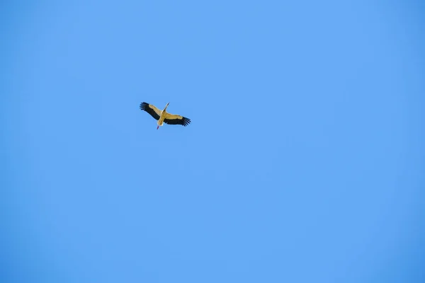 Ciconia Ciconiaコウノトリは 澄んだ空に高く飛んでいます 高品質の写真 — ストック写真