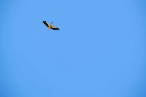 Ciconia Ciconia Storch Fliegt Hoch Den Klaren Himmel Hochwertiges Foto — Stockfoto