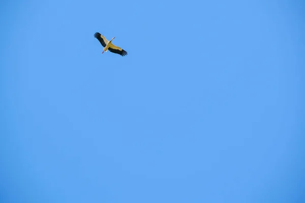 Ciconia Ciconia Storch Fliegt Hoch Den Klaren Himmel Hochwertiges Foto — Stockfoto