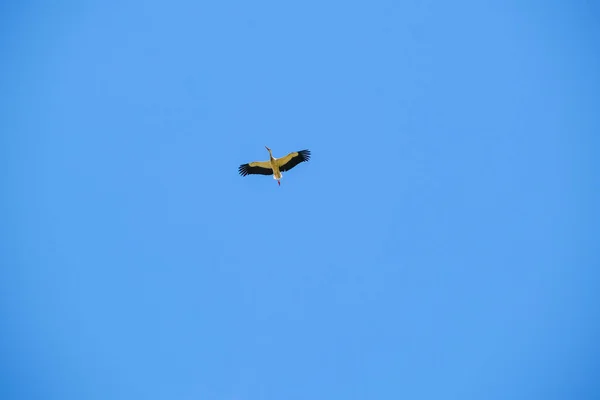 Ciconia Ciconia Storch Fliegt Hoch Den Klaren Himmel Hochwertiges Foto — Stockfoto