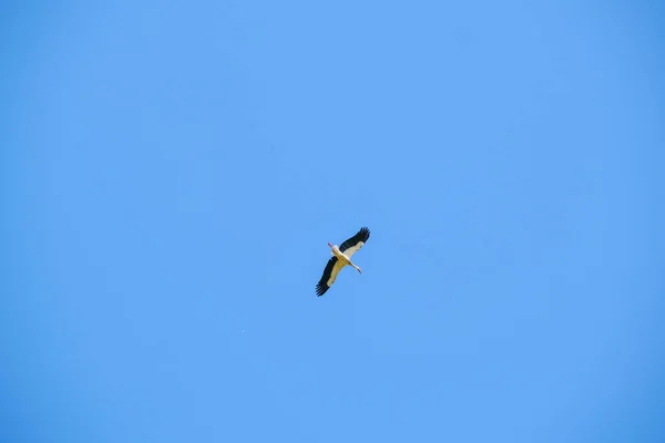 Ciconia Ciconia Cigüeña Vuela Alto Cielo Claro Foto Alta Calidad — Foto de Stock