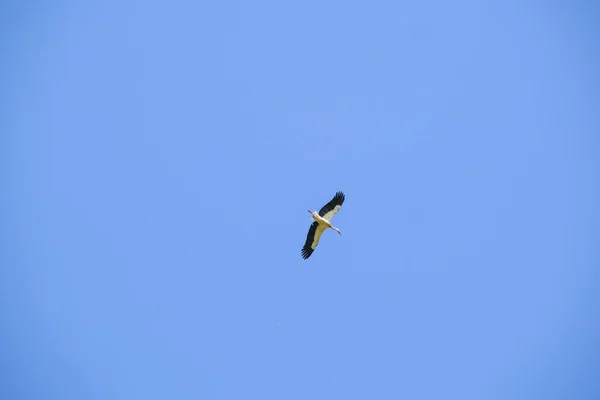 Ciconia Ciconia Cigüeña Vuela Alto Cielo Claro Foto Alta Calidad — Foto de Stock