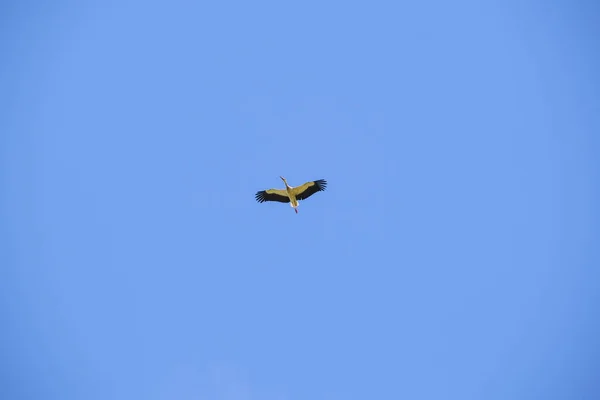 Ciconia Ciconia Ooievaar Vliegt Hoog Heldere Lucht Hoge Kwaliteit Foto — Stockfoto