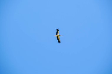 Ciconia ciconia leyleği açık gökyüzünde yükseklerde uçar. Yüksek kalite fotoğraf