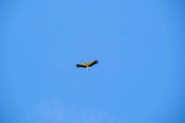 Ciconia ciconia leyleği açık gökyüzünde yükseklerde uçar. Yüksek kalite fotoğraf