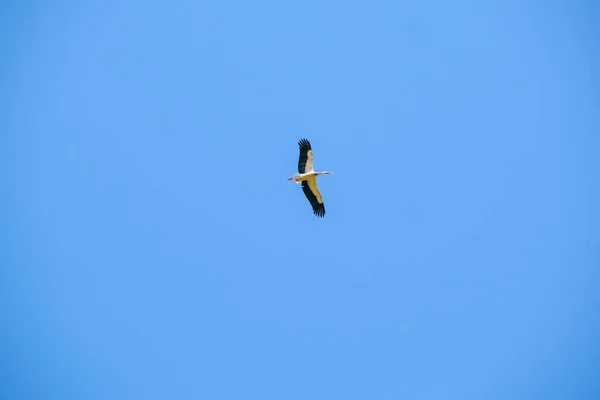 Ciconia Ciconia Cigüeña Vuela Alto Cielo Claro Foto Alta Calidad — Foto de Stock