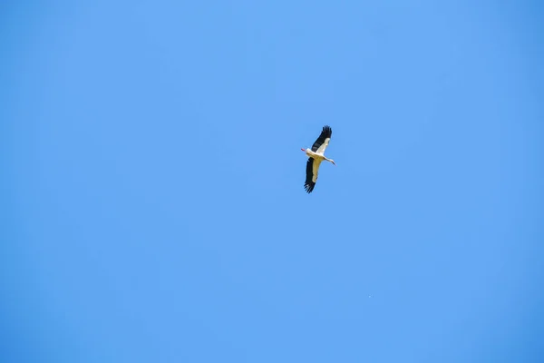 Ciconia Ciconia Stork Flies High Clear Sky High Quality Photo — Stock Photo, Image