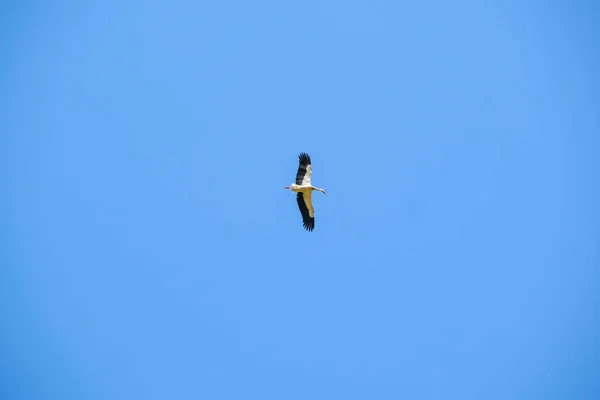 Ciconia Ciconia Stork Flies High Clear Sky High Quality Photo — Stock Photo, Image