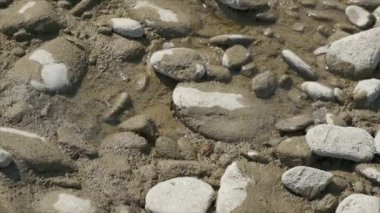 Yavaş çekimde çakıl taşlarının arasında nehirde içki içen arı. 