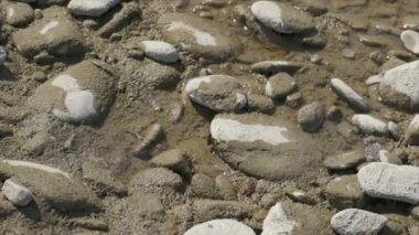 Yavaş çekimde çakıl taşlarının arasında nehirde içki içen arı. 