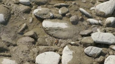 Yavaş çekimde çakıl taşlarının arasında nehirde içki içen arı. 