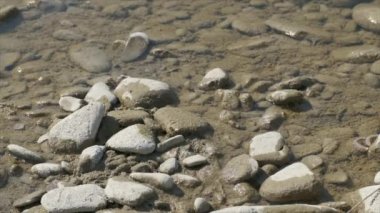 Yavaş çekimde çakıl taşlarının arasında nehirde içki içen arı. 