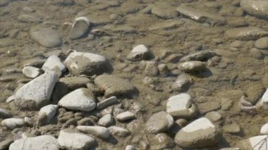 Yavaş çekimde çakıl taşlarının arasında nehirde içki içen arı. 