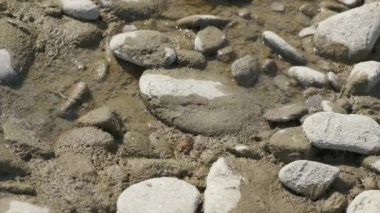 Yavaş çekimde çakıl taşlarının arasında nehirde içki içen arı. 