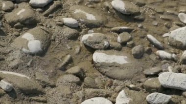 Yavaş çekimde çakıl taşlarının arasında nehirde içki içen arı. 