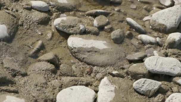 Bij Drinken Aan Rivier Tussen Steentjes Slow Motion Video — Stockvideo