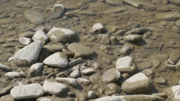 Yavaş Çekimde Çakıl Taşlarının Arasında Nehirde Içki Içen Arı — Stok video